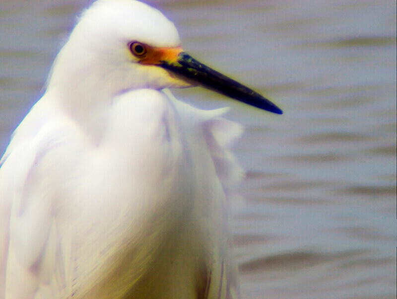 Example of a photo with chromatic aberrations
