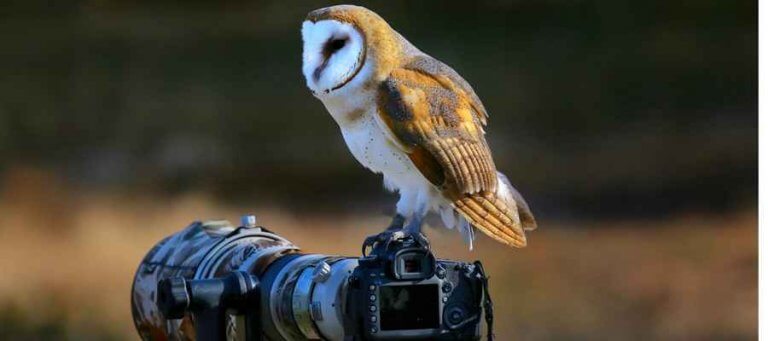 Best Canon Camera For Bird Photography