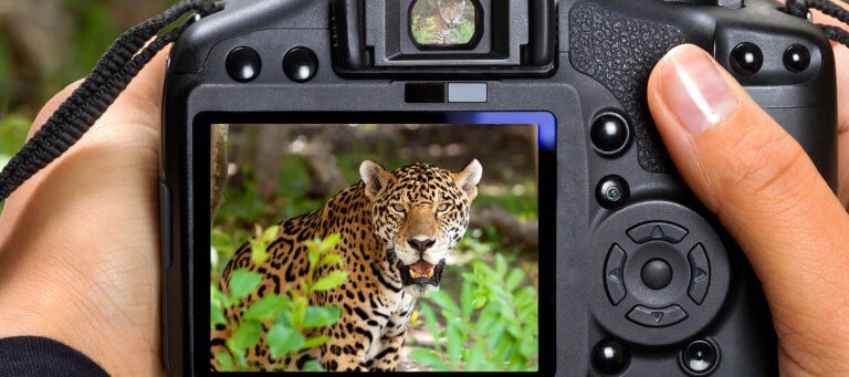 Best Cameras For Safari In Africa